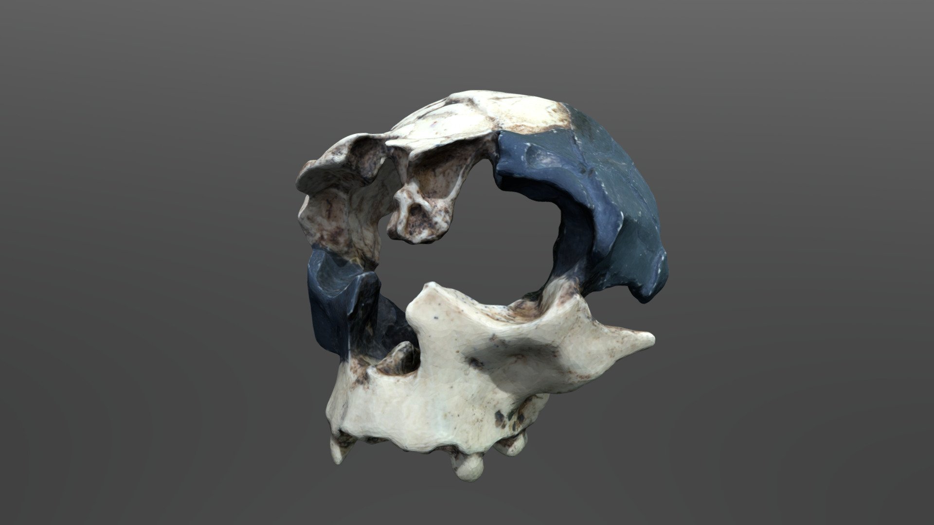H antecessor Cranium