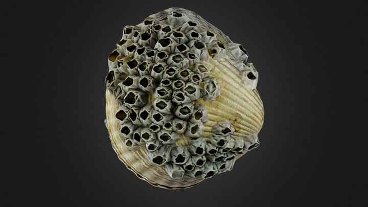 Cerastoderma edule 3D Model