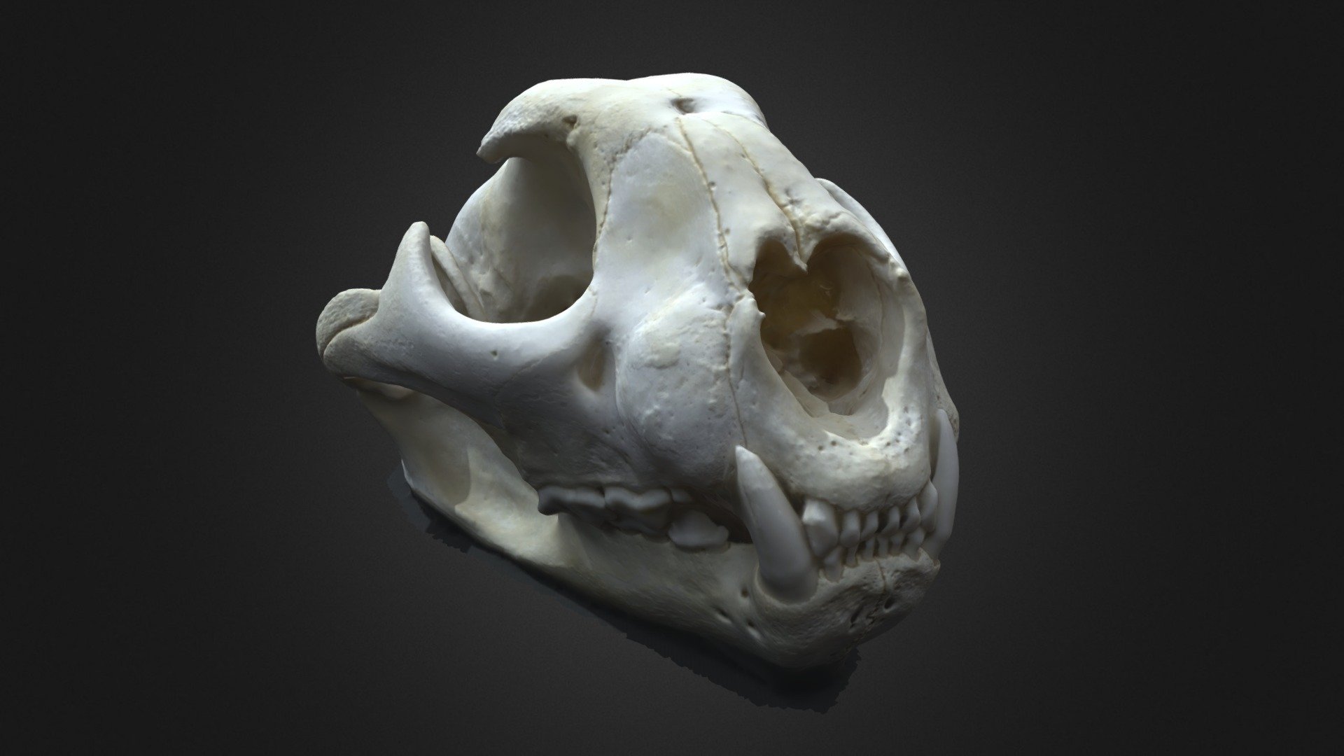 Cougar Skull - 3D model by DH (@dhModels) [502fe8e] - Sketchfab