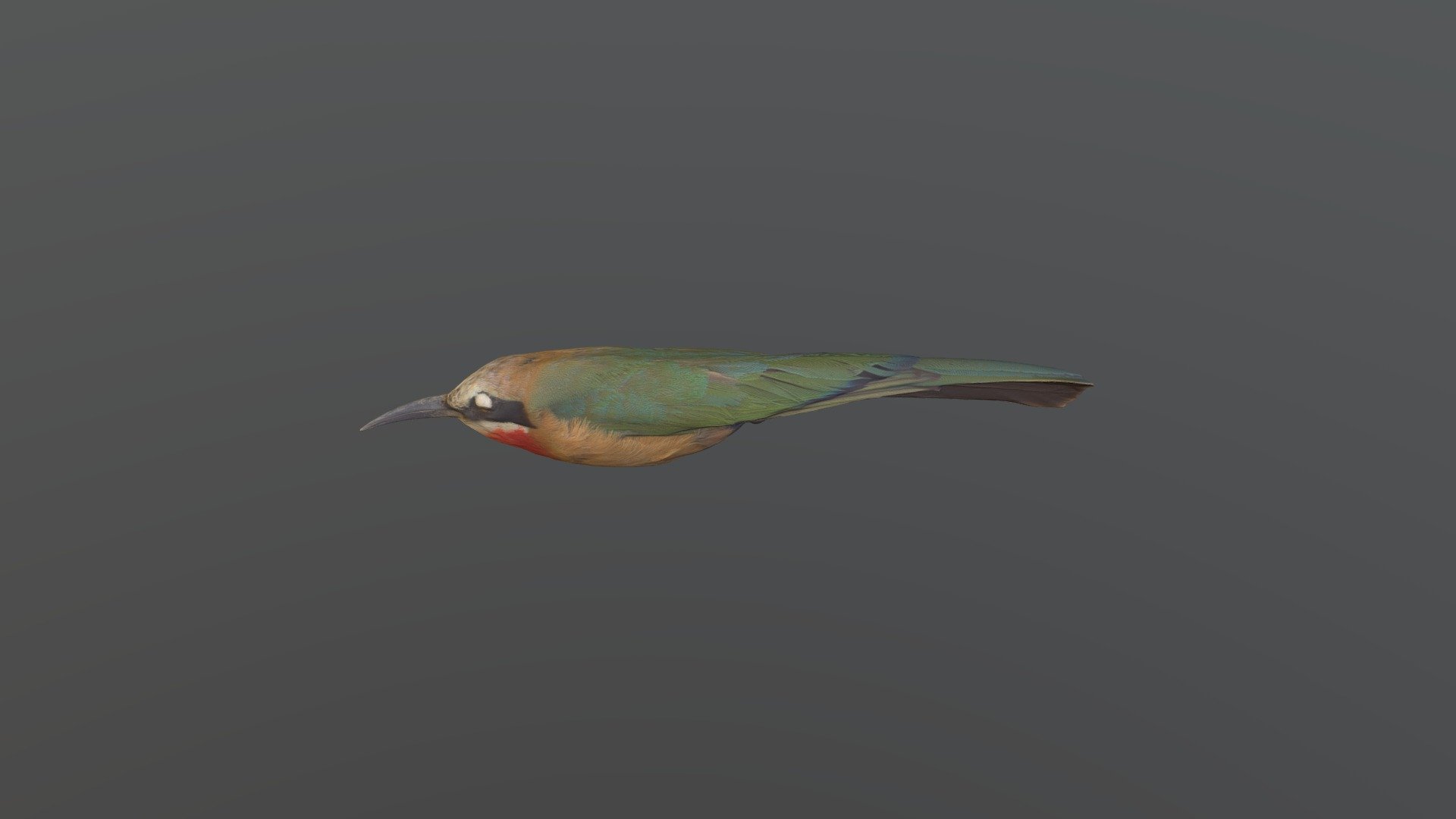 White-fronted Bee-eater - Merops bullockoides