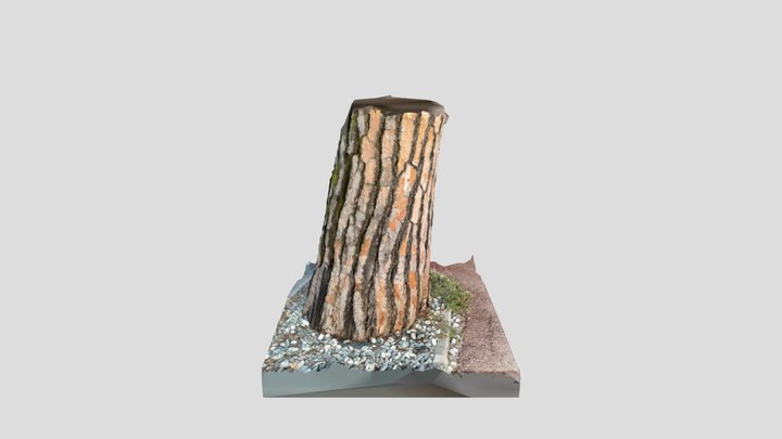 Tree in the park 3D Model