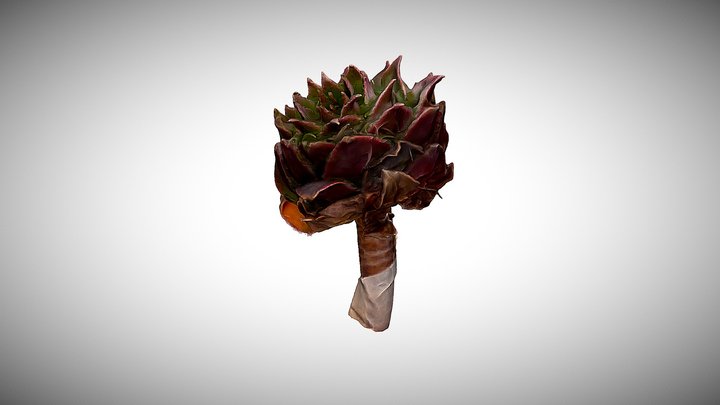 Sempervivum tectorum 3D Model