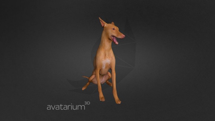Pharaoh Hound Dog no stand 3D Model