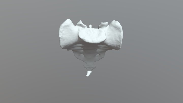 Sacrum 3D Model