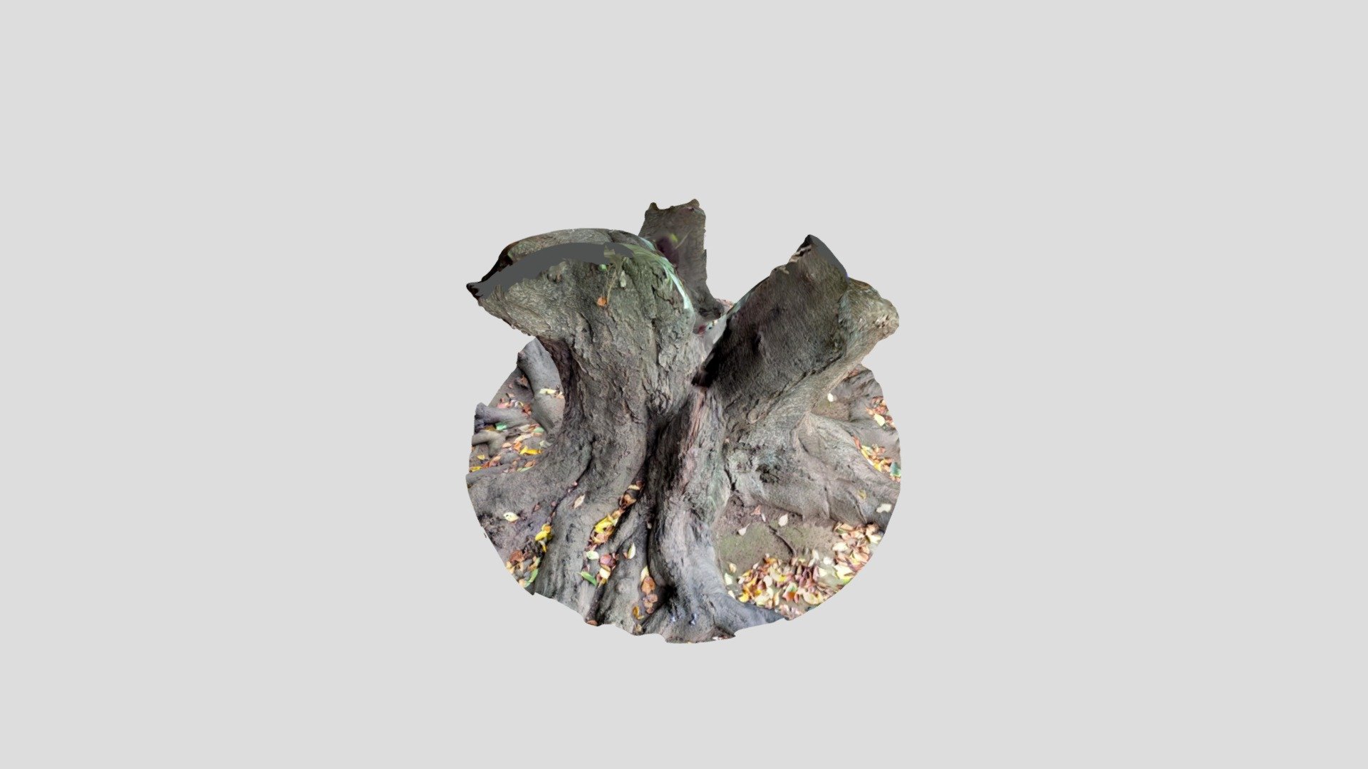tree8