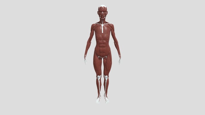 Corpo umano 3D Model