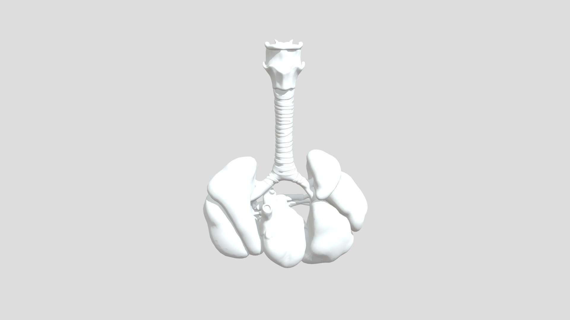 16 Week Fetal Heart And Lung Animated 3d Model By Education Resource Fund Bobsmusail