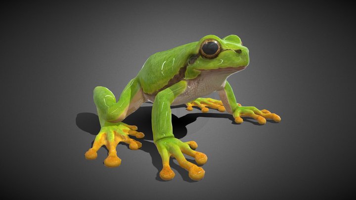 Frog Animated - 3D Model 3D Model