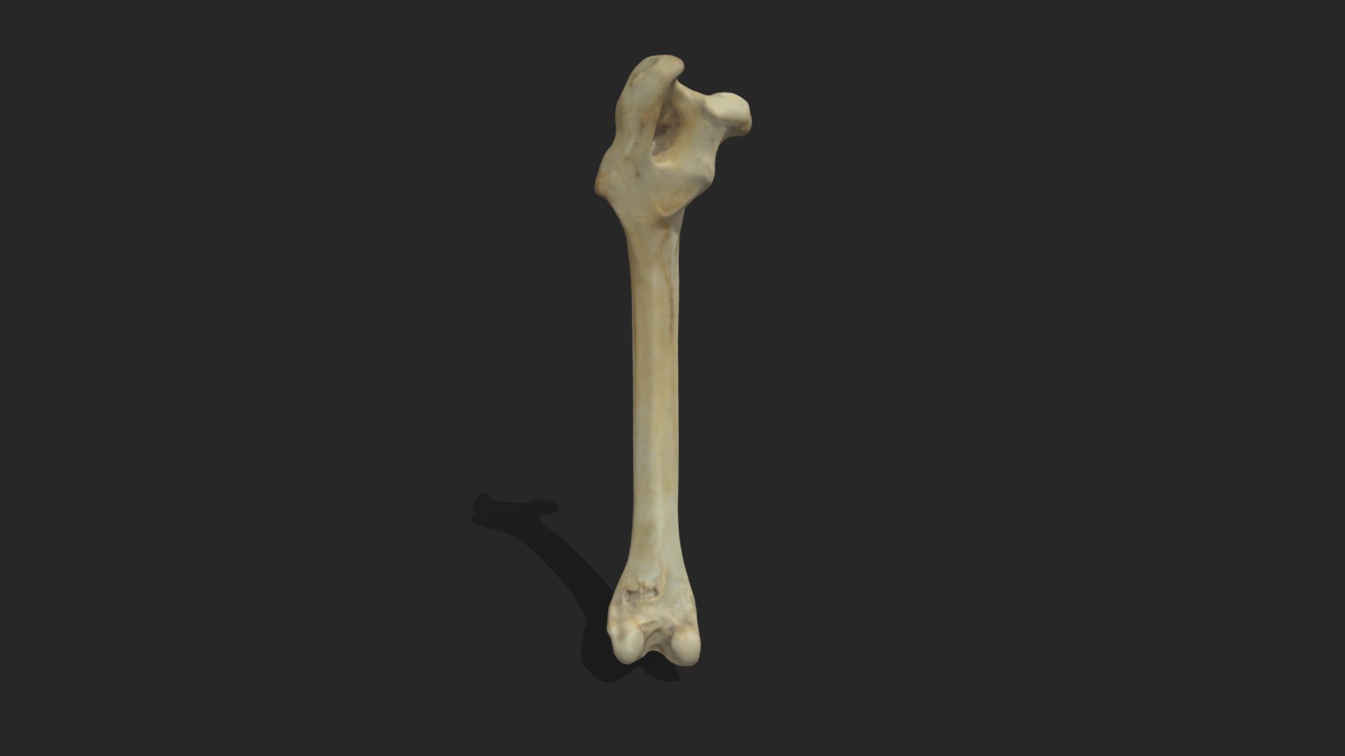 Femur - 3D model by MSP-Paleo [5040a57] - Sketchfab