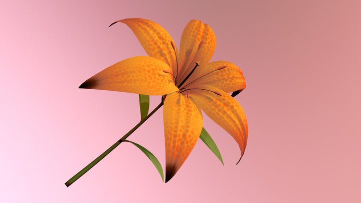 Lily 3D Model