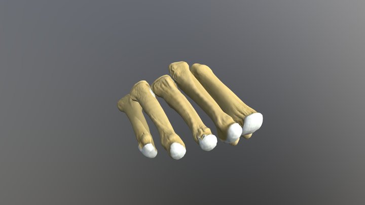 Human metatarsals and sesamoid bones 3D Model