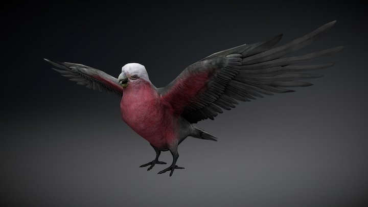 Australian Pink Parrot Low Poly Mobile 3D Model