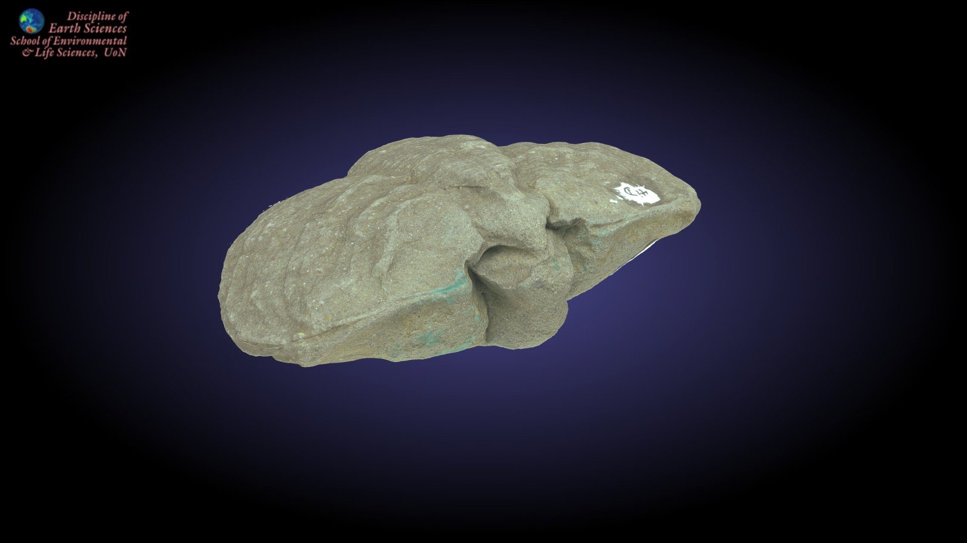 Brachiopod internal mould
