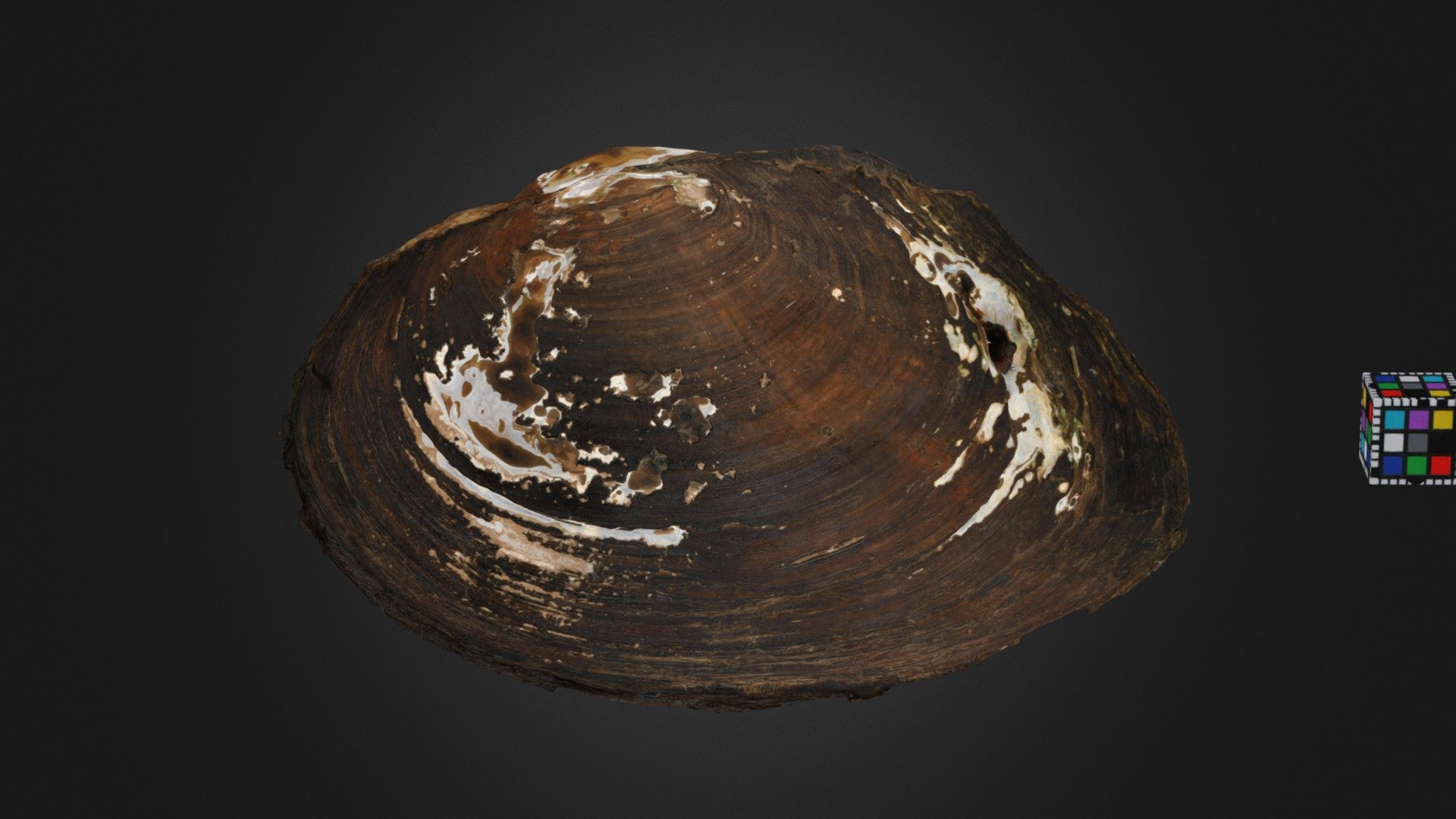 タガイ Pond Mussel, Beringiana japonica