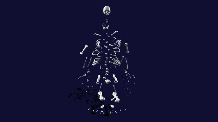 Explode Skeleton Animated 3D Model