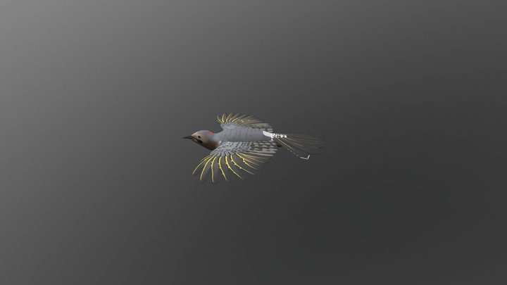 Northern Flicker Second Texture Pass 3D Model
