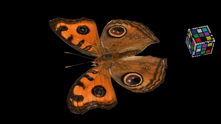 CC0 タテハモドキ 🦋 Peacock Pansy, Junonia almana