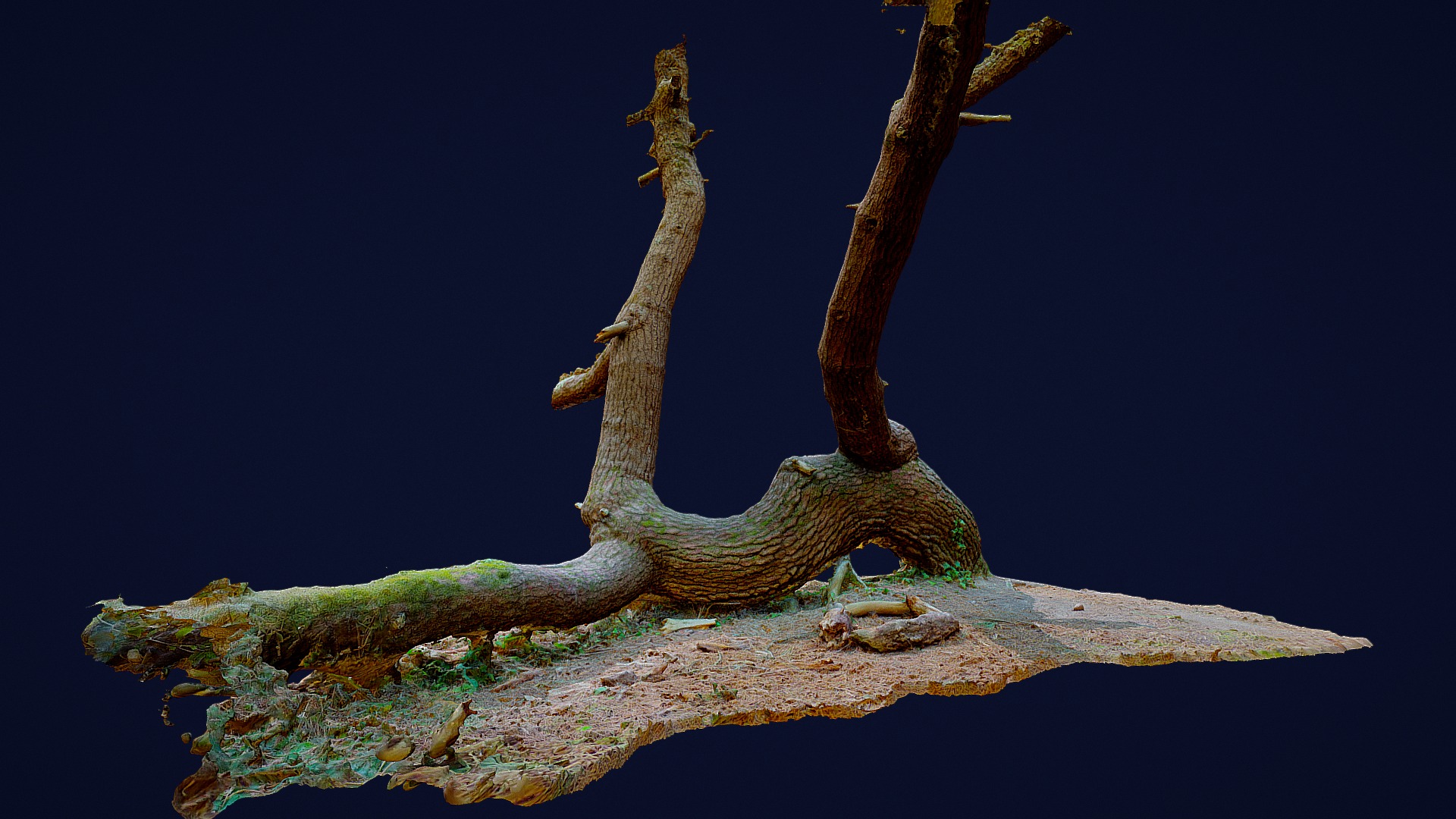 3D model Vieux pin maritime tordu - This is a 3D model of the Vieux pin maritime tordu. The 3D model is about a tree with roots.