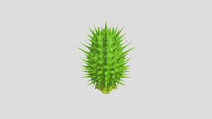 Thorn apple 3D Model