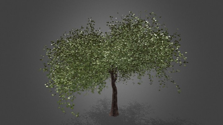 Huayruro serrano 3D Model