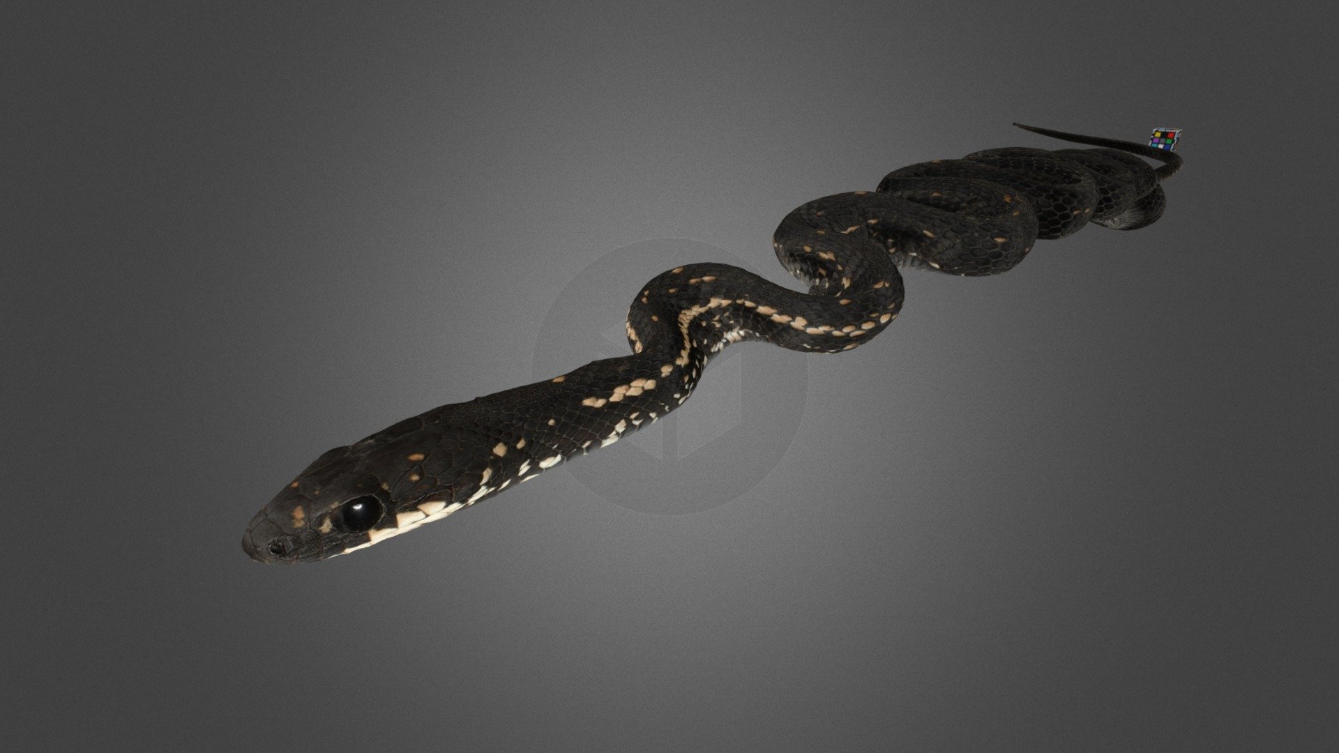 シマヘビ 黒化型 Striped Snake, Elaphe quadrivirgata Download Free 3D model