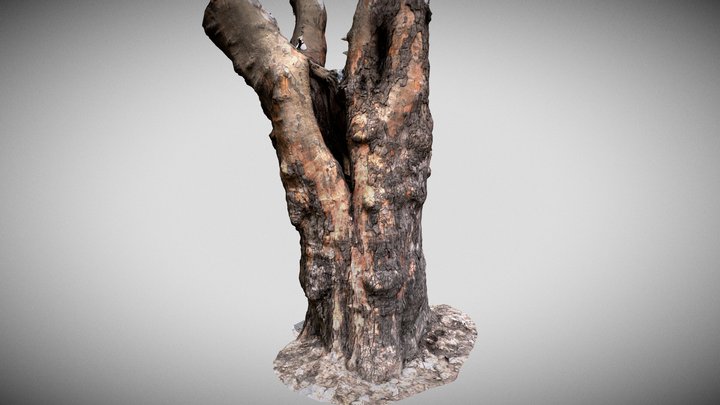 tree_trunk__01 3D Model