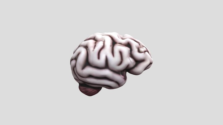brain_draft 3D Model