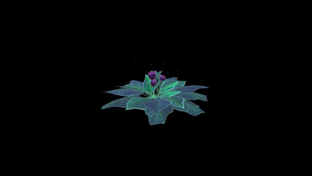 Moonfruit Plant 3D Model