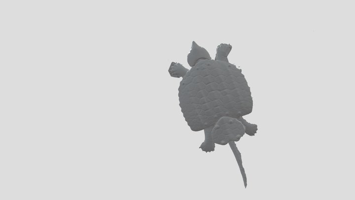 Turtle of the Palentological Museum of CLM 3D Model