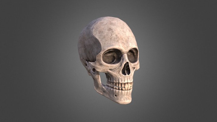 Human Male Skull Low Poly PBR 3D Model