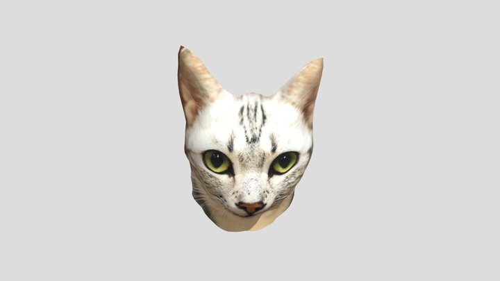 Cat 3D Model