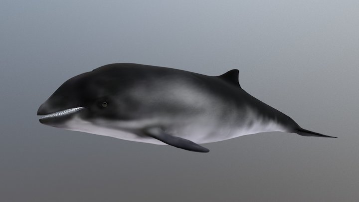 Harbor porpoise not annotated 3D Model