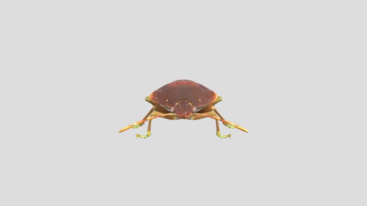 bernat pudent Pentatoma rufipes 3D Model