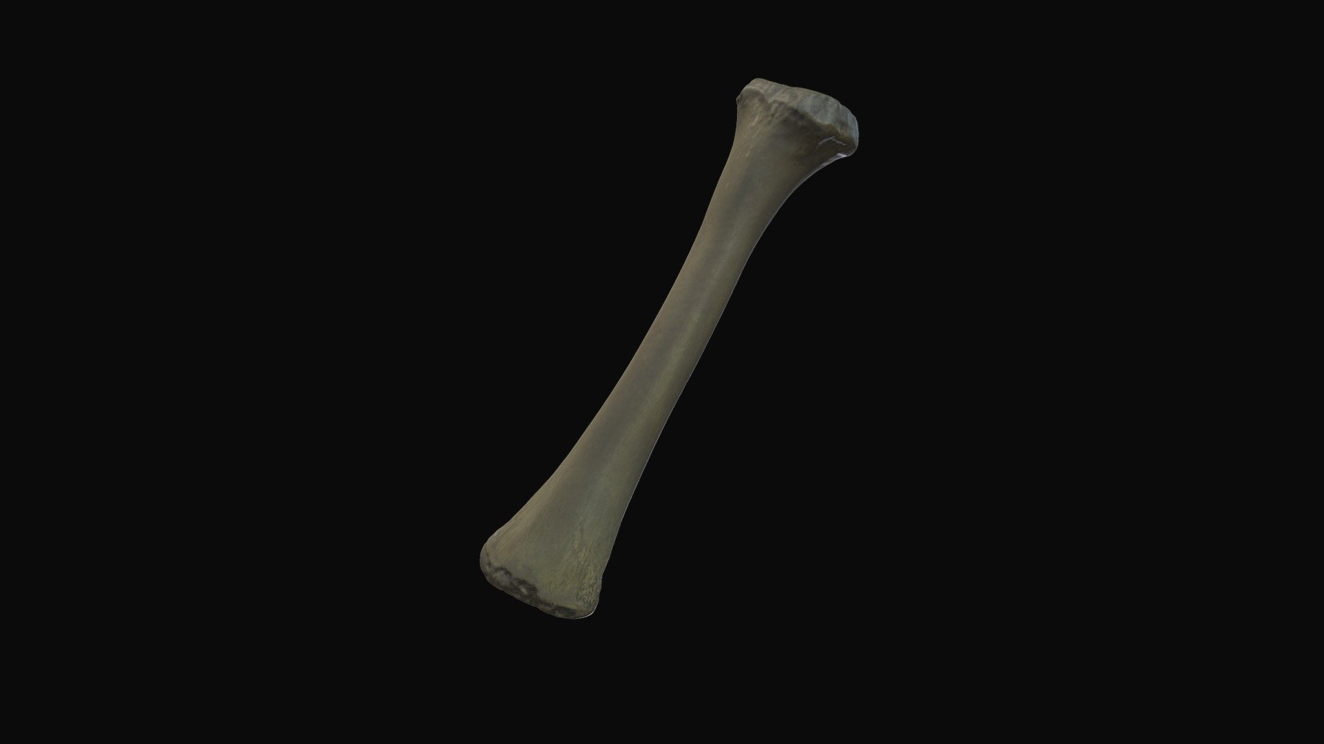 Alligator limb bone. Gray Fossil Site, TN