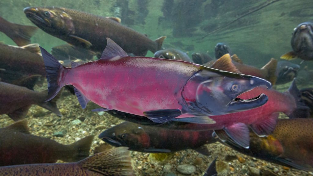 Coho Salmon