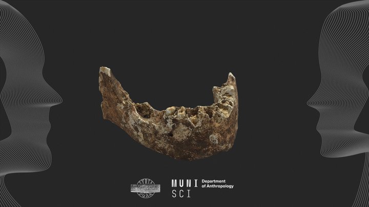 Archaeological human mandible #16 - Syria 3D Model
