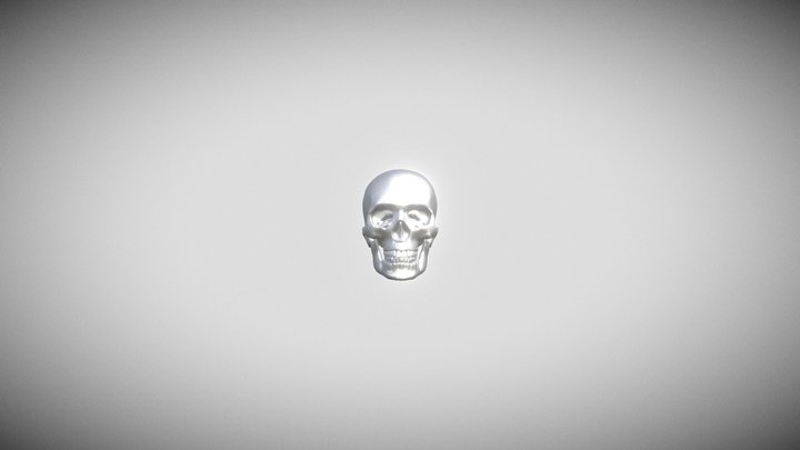 Череп человека 3D Model