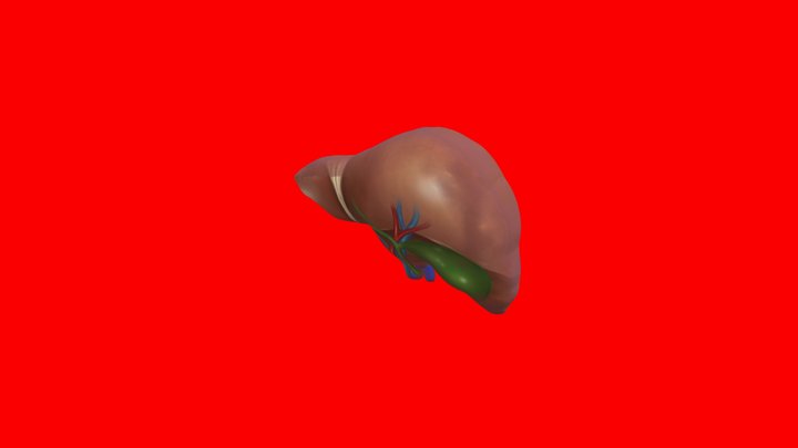 Hati Lina 3D Model