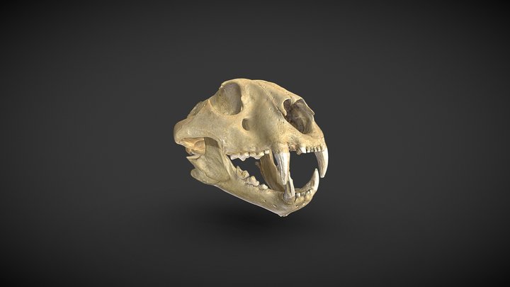 Tiger Skull - The Explorers Club NYC 3D Model