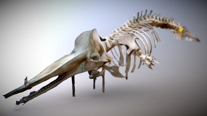 Sperm Whale Skeleton 3D Model