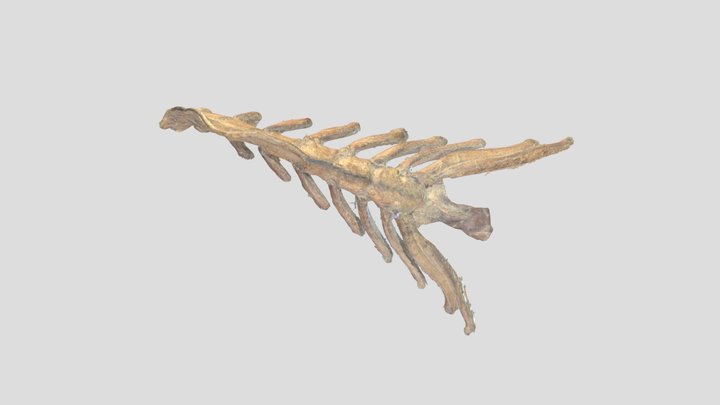 Sternum Horse 3D Model