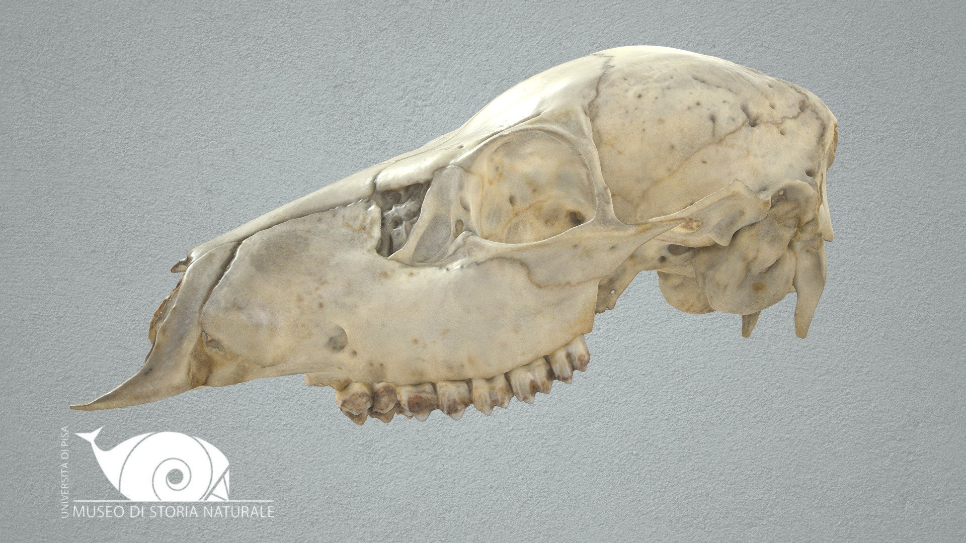 Water deer - 3D model by Natural History Museum, University of Pisa ...