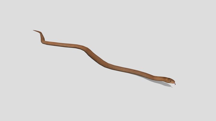 Snake 3D Model