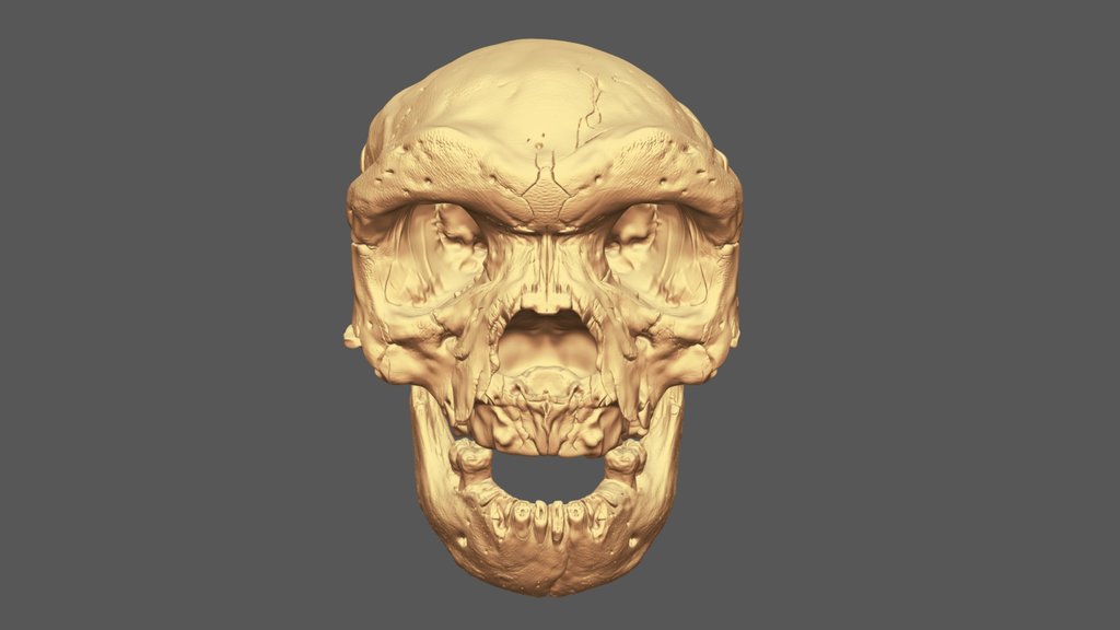 Reconstructed Dali Cranium With Xiahe Mandible