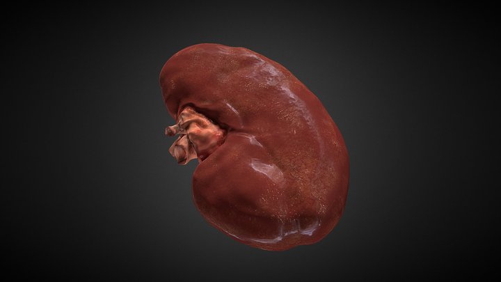 Human kidney (Lowpoly example 35k) 3D Model
