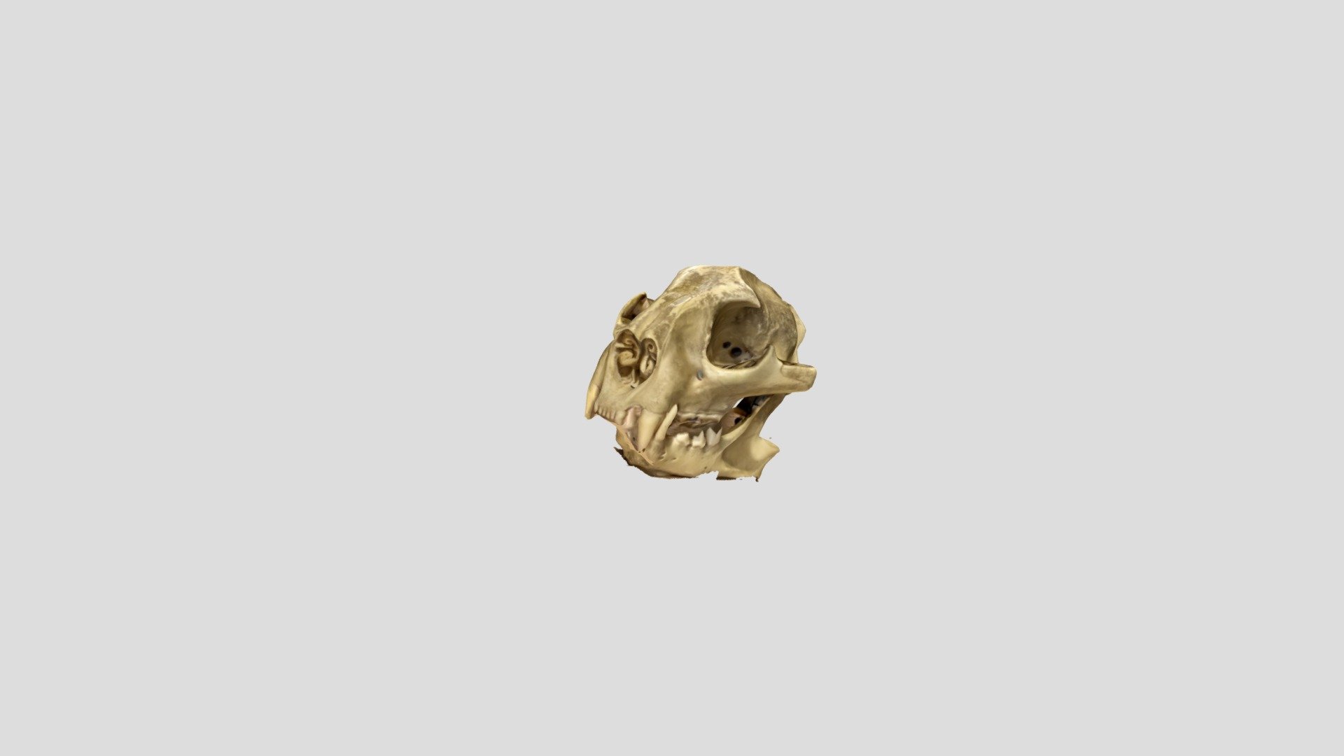 Mountain Lion Skull
