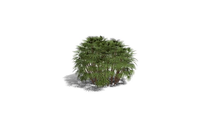 Realistic HD Bamboo palm (15/30) 3D Model