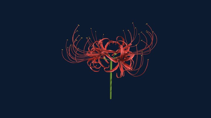 Lycoris Radiata 3D Model