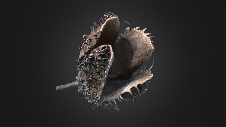 Beechnut (Fagus sylvatica) – Free 3D Model STL