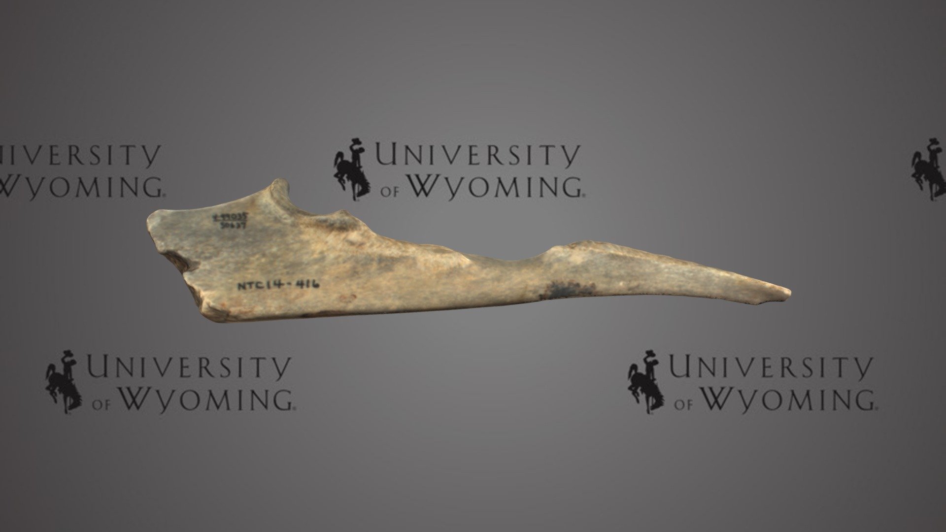 UW 50637 - Ovis canadensis